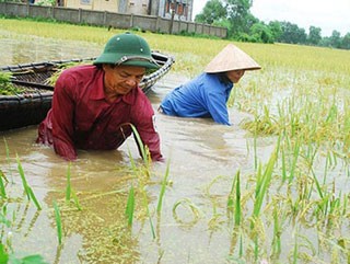 Mưa lũ lớn , làm hàng ngàn ha lúa bị ngập.